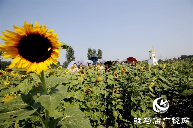 駐馬店市驛城區(qū)：葵花向陽開 鄉(xiāng)村迎客來