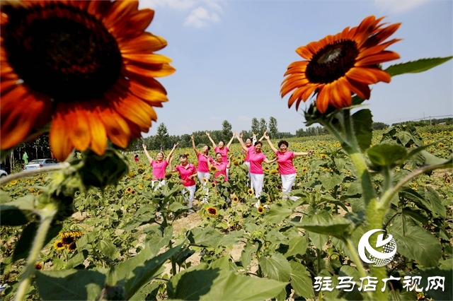 駐馬店市驛城區(qū)：葵花向陽開 鄉(xiāng)村迎客來