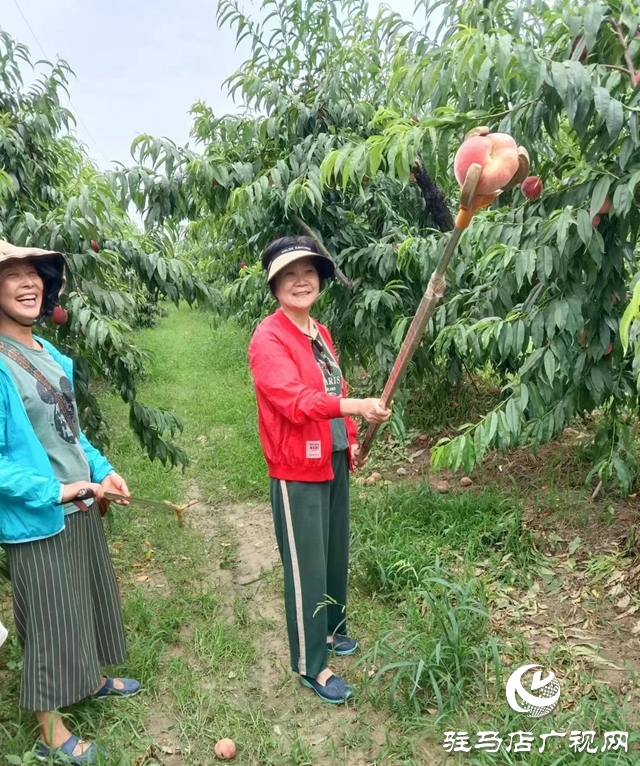 蜜桃掛滿枝 采摘樂趣多