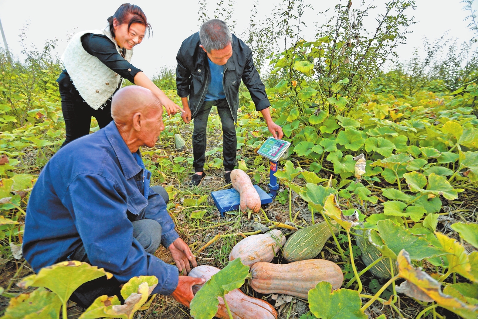 花椒樹下南瓜豐