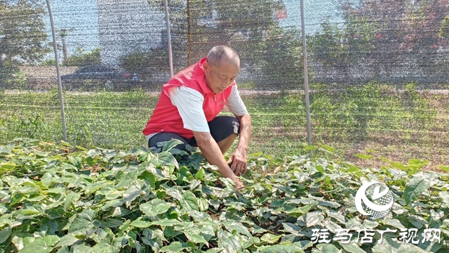 平輿：乘借“中國藥谷”建設(shè)東風(fēng) 拓寬農(nóng)民增收致富路