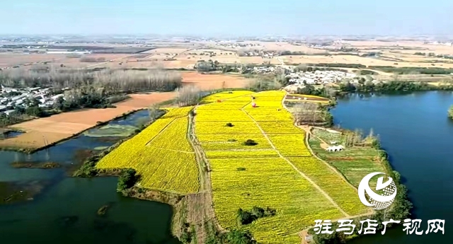 驛城區(qū)諸市鎮(zhèn)魏莊村：“天邊花海田園綜合體”項目助力鄉(xiāng)村振興