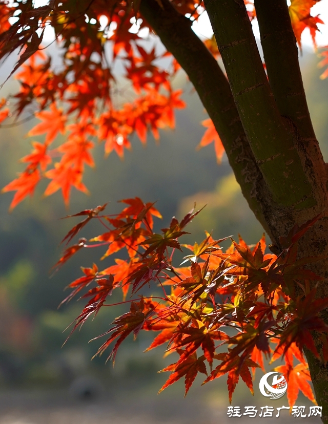 確山縣：盤龍山上楓葉紅