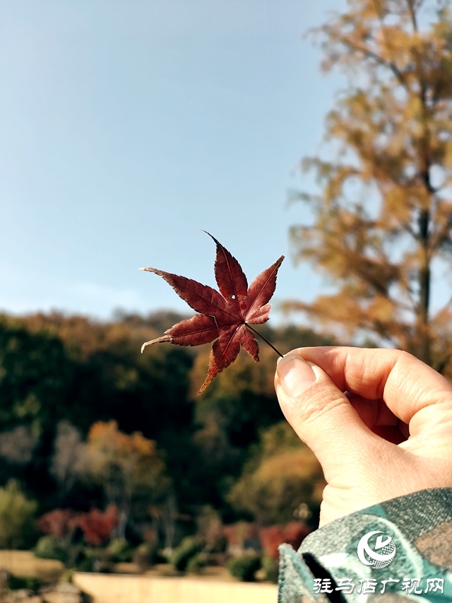 確山縣：盤龍山上楓葉紅