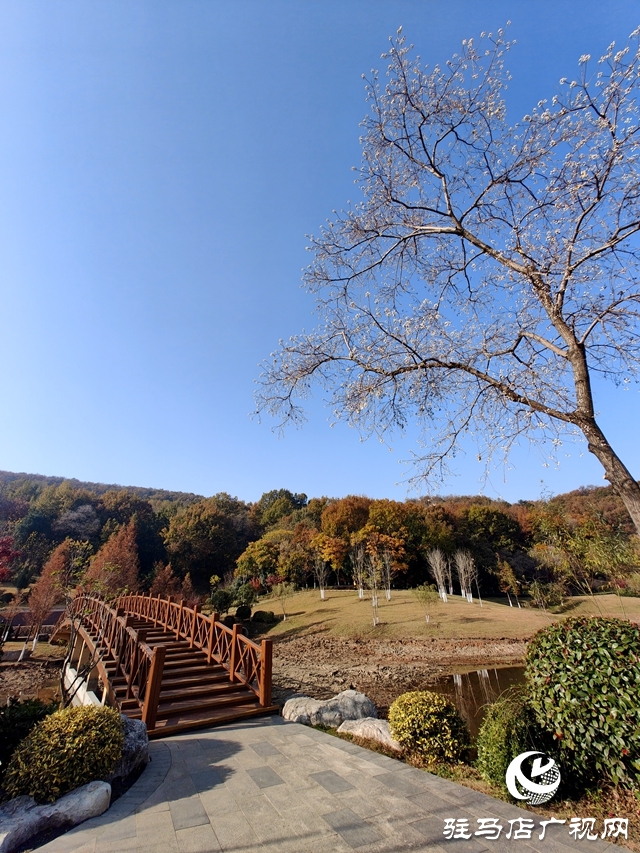 確山縣：盤龍山上楓葉紅