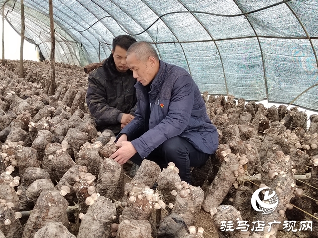 泌陽(yáng)縣銅山鄉(xiāng)：特色種植讓“荒山”變致富“寶地”