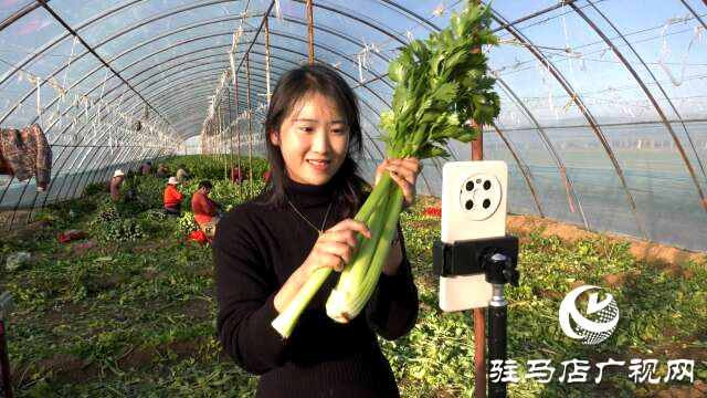 上蔡融媒樂助：芹菜每斤3角錢，量大從優(yōu)!