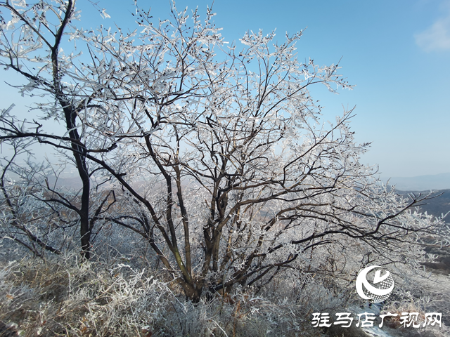 【組圖】駐馬店金頂山：漫山玉樹瓊枝如夢(mèng)如畫