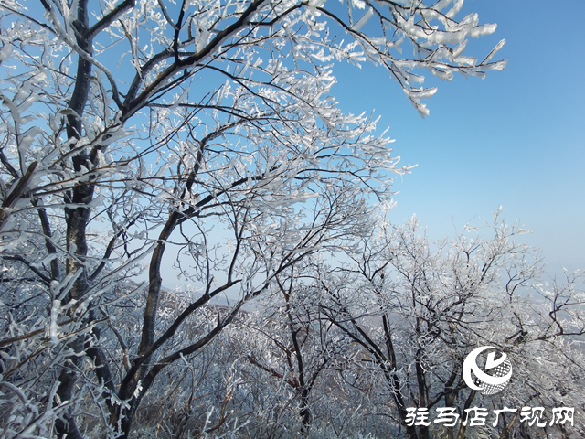 【組圖】駐馬店金頂山：漫山玉樹瓊枝如夢(mèng)如畫