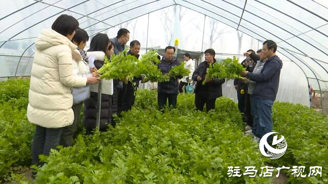 上蔡縣：護(hù)好“菜籃子” 防住“風(fēng)刀子”“雪墩子”