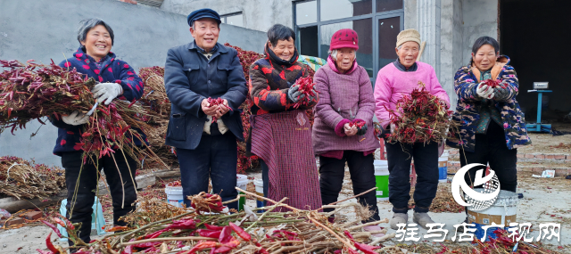 平輿縣廟灣鎮(zhèn)趙莊村：火紅的小辣椒“映紅”村民致富路辣出幸福味