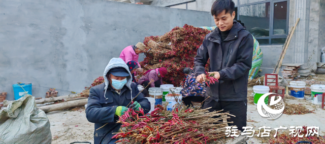 平輿縣廟灣鎮(zhèn)趙莊村：火紅的小辣椒“映紅”村民致富路辣出幸福味