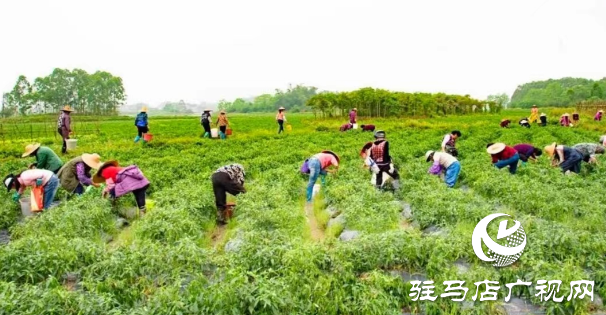 平輿縣廟灣鎮(zhèn)趙莊村：火紅的小辣椒“映紅”村民致富路辣出幸福味