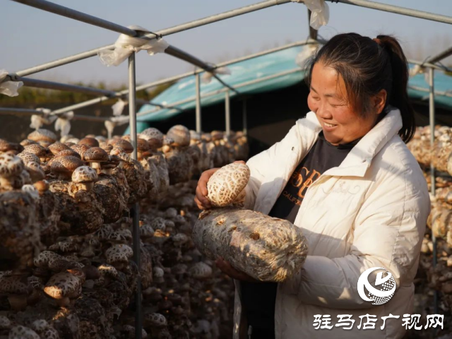 泌陽(yáng)縣：這兒的花菇瞧著真喜人!