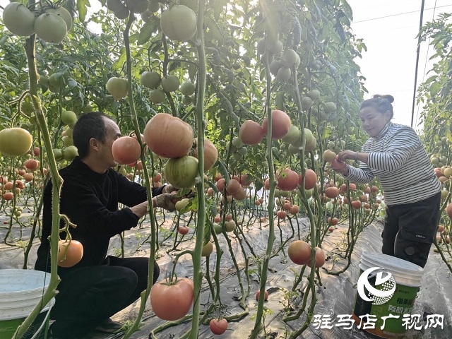 驛城區(qū)水屯鎮(zhèn)田莊村：特色品種西紅柿成了“致富果”