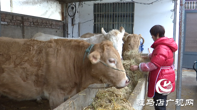 正陽(yáng)縣銅鐘鎮(zhèn)閆莊村：肉牛養(yǎng)殖連片發(fā)展 致富道路越走越寬