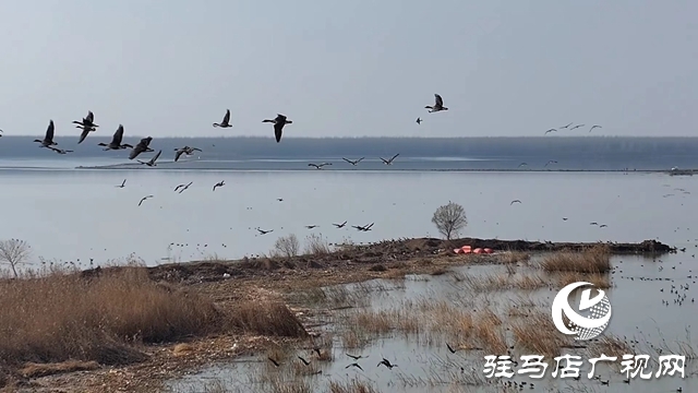 寒冬，他們在宿鴨湖濕地守護候鳥