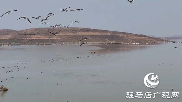 寒冬，他們在宿鴨湖濕地守護(hù)候鳥