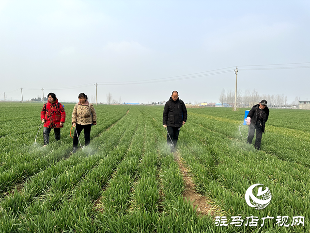 泌陽(yáng)縣：麥田管理抓得早 糧食安全扛在肩