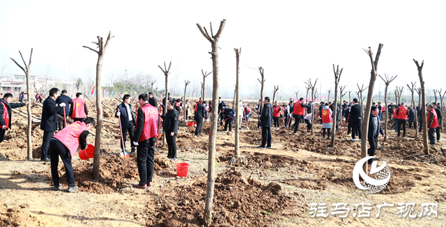 驛城區(qū)：植樹添新綠 不負(fù)好春光