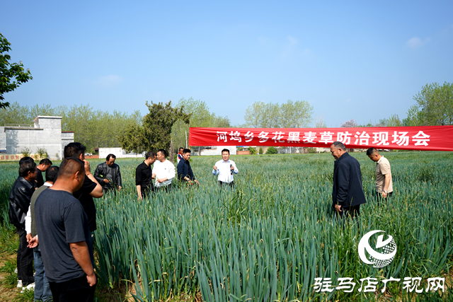 新蔡縣河塢鄉(xiāng)召開多花黑麥草防治理現(xiàn)場(chǎng)會(huì)