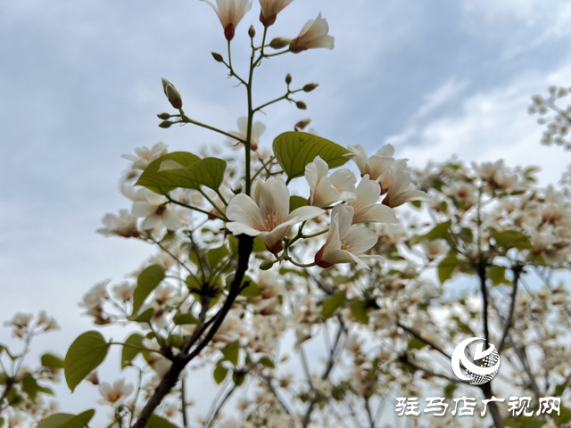 驛城區(qū)板橋鎮(zhèn)：油桐花開 邂逅滿樹浪漫