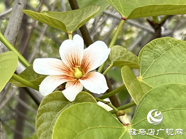 驛城區(qū)板橋鎮(zhèn)：油桐花開 邂逅滿樹浪漫