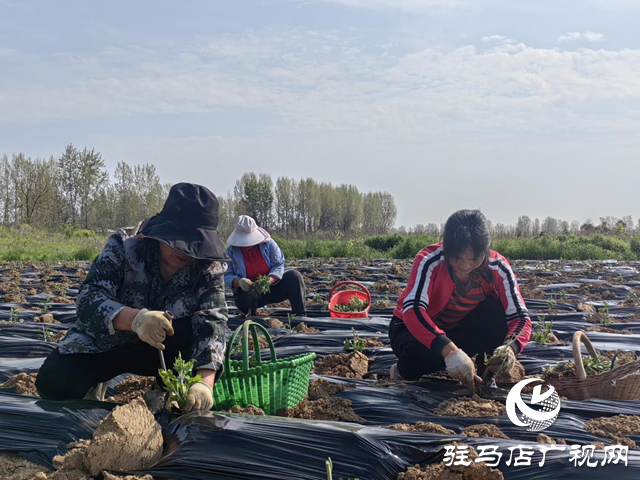 驛城區(qū)朱古洞鄉(xiāng)錢莊村：菊花種植效益好 搶抓農(nóng)時栽種忙