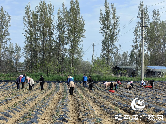 驛城區(qū)朱古洞鄉(xiāng)錢莊村：菊花種植效益好 搶抓農(nóng)時栽種忙