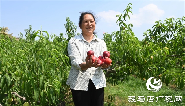 泌陽馬谷田鎮(zhèn)郭莊水庫紅桃迎來采摘季