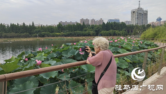 入夏荷花生 賞荷正當(dāng)時