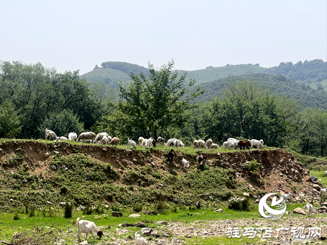 驛城區(qū)沙河店鎮(zhèn)趙堯村：黨旗飄揚黨建引領下的鄉(xiāng)村振興