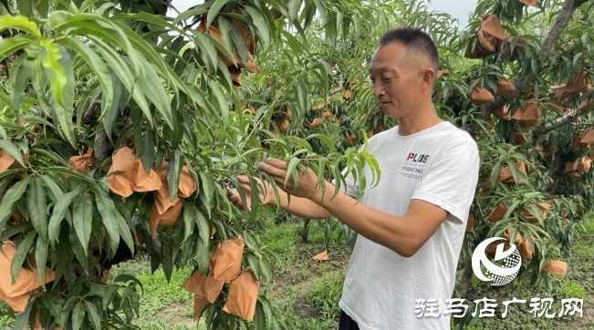 遂平縣石寨鋪鎮(zhèn)郭莊冬桃：汛期精細管護 金秋豐收在望