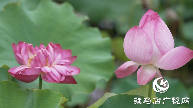 確山常莊：荷花盛開 繪制美麗鄉(xiāng)村新畫卷