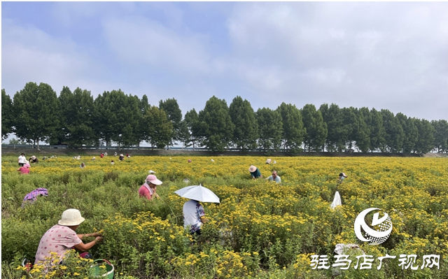 平輿縣楊埠鎮(zhèn)任柳村：旋覆花開金燦燦 農(nóng)戶增收笑開顏