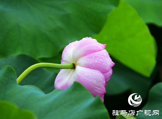 泌陽(yáng)縣漢風(fēng)公園：雨荷美景引人醉