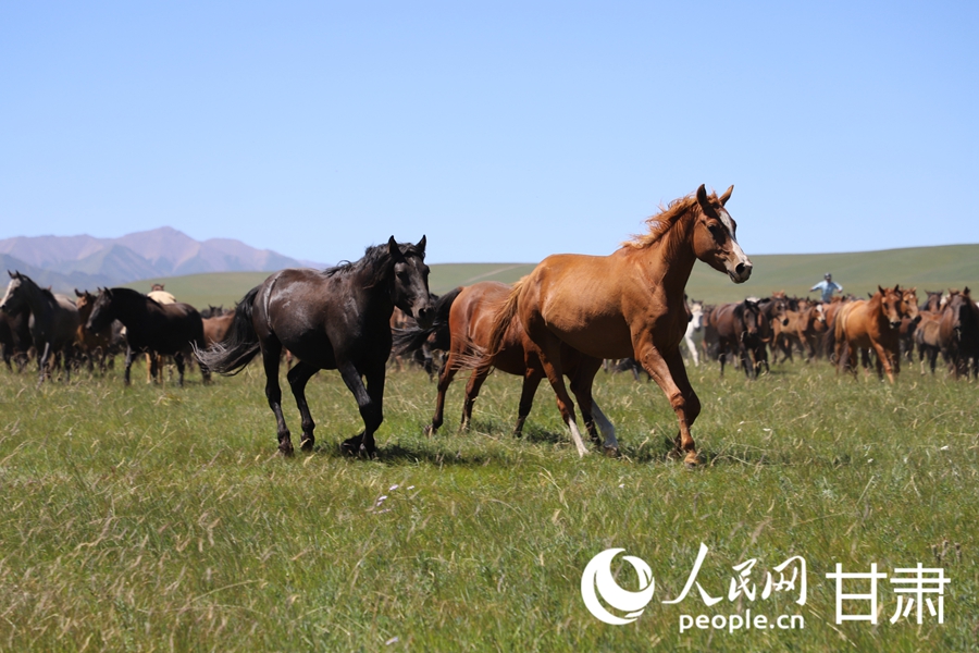 草肥馬壯 祁連山下好風光