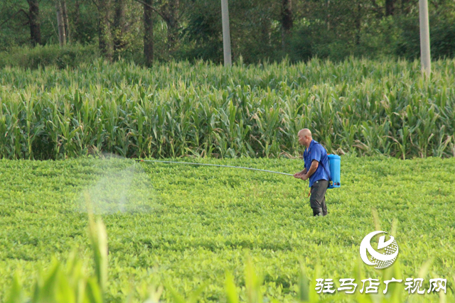 泌陽縣黃山口鄉(xiāng)：精準(zhǔn)管理 打好秋糧生產(chǎn)主動(dòng)仗