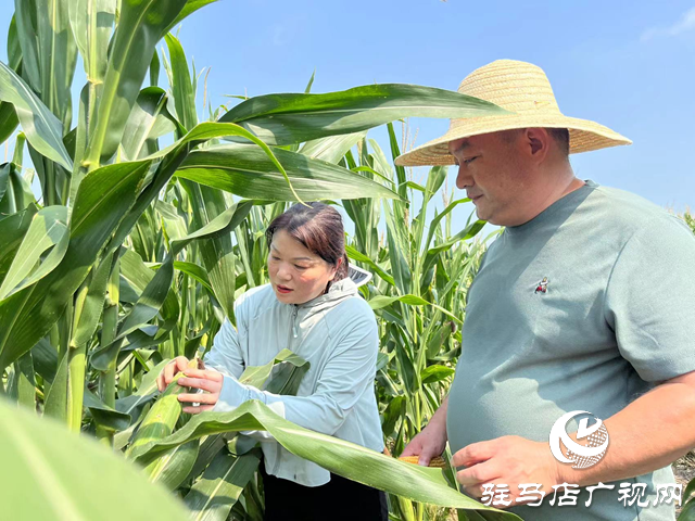 駐馬店：抓好田間管理 確保秋糧豐收