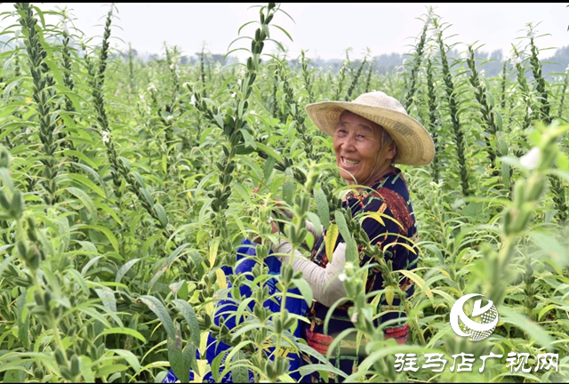 平輿縣：芝麻葉采摘季 村民家門口當“上班族”