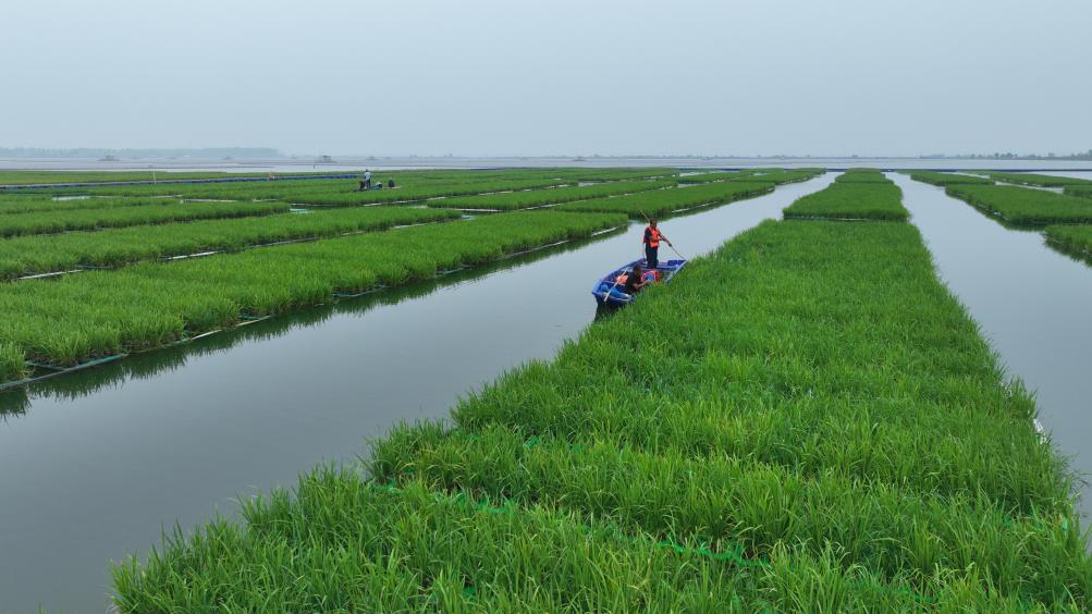 中國成功在大型煤田沉陷區(qū)上種植水稻