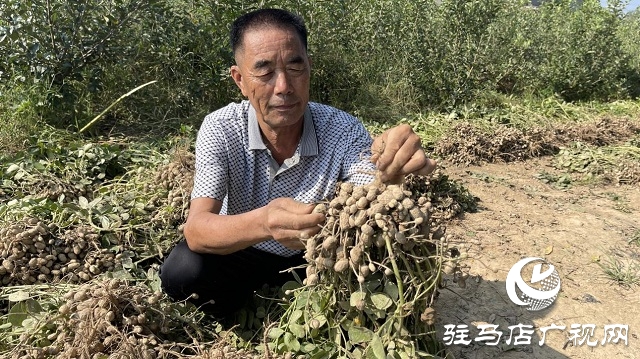 驛城區(qū)順河街道：“羅漢果”花生喜獲豐收