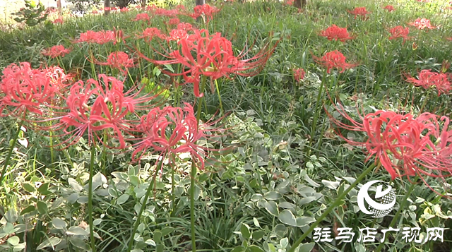 富強(qiáng)公園彼岸花盛開 早秋美景醉游人