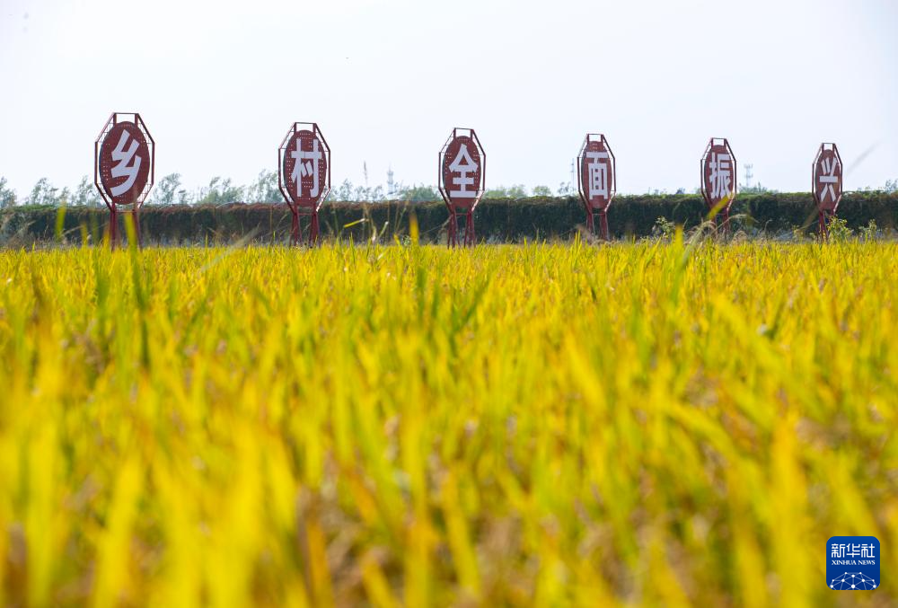 金秋塞上 鹽堿地里迎豐收