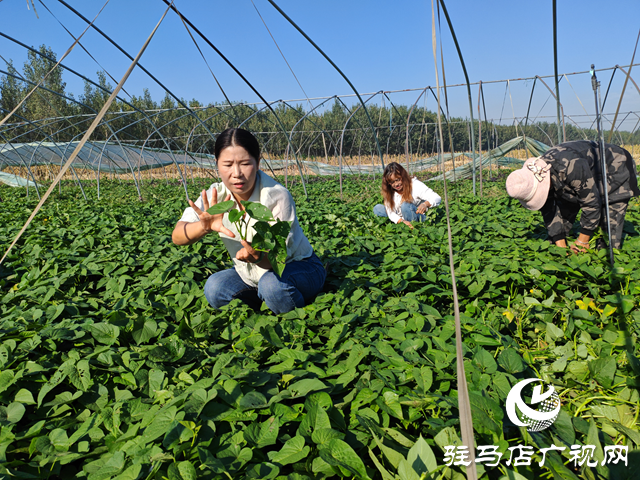 平輿縣陽城鎮(zhèn)洪山廟村：紅薯頭成為增收“黃金葉”