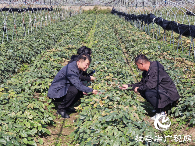 平輿縣萬金店鎮(zhèn)土店村：中藥材淫羊藿種植助力鄉(xiāng)村振興